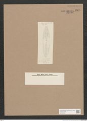 Navicula sp. (de-Toni-Nr.: Genus 1) Zeichnungen Sammlung Grunow Nr. 1568 (NHMW-BOT-W0368095)